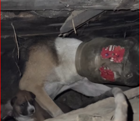 M0812006_ The mother (dog), with 7 puppies, is in a helpless condition as baeyom (something) has entered her mouth. The mother dog has been in this condition for 7 days. Cumilla is our two…