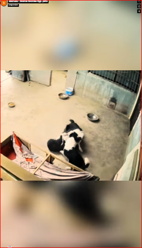 M0812007_#animal #animals #fyp_part2