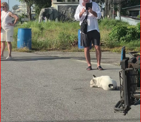 M0812008_งคมน อย ยากข นท กว น#แมว #ทาสแมว #ทาสหมา #เทรนด นน_part2