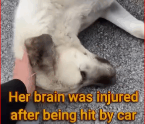 M0112002_She Suffered Nonstopped Trauma After Street Violence #dogrescue #pupp…_part2