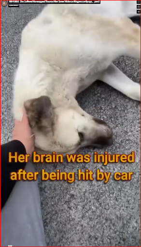 M0112002_She Suffered Nonstopped Trauma After Street Violence #dogrescue #pupp…_part2