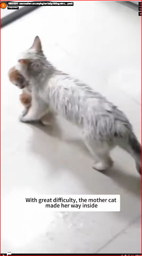 M0812011_saw mother cat carrying her baby hiding rain t…_part2