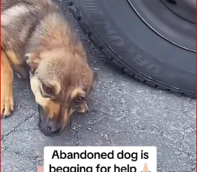 M0812012_Animals Rescue #rescuedog #dogrescue #foryoupage #foryou #dogs_part2