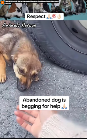 M0812012_Animals Rescue #rescuedog #dogrescue #foryoupage #foryou #dogs_part2