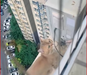 M0812013_OMG #cat #trending #xuhuong #fyp #pet_part2