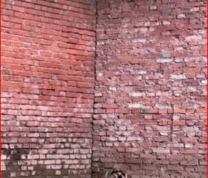 M0812014_#cat #trending #xuhuong #fyp #pet_part2