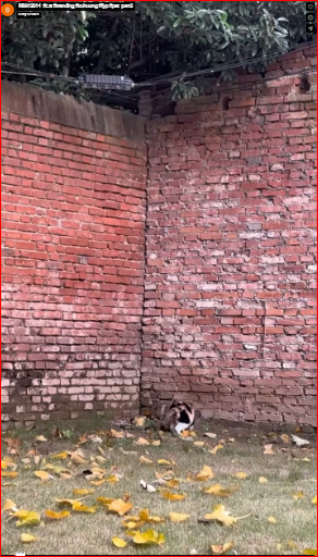 M0812014_#cat #trending #xuhuong #fyp #pet_part2