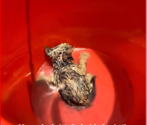 M0812015_Rescue poor cat #cat #trending #xuhuong #fyp #pet_part2