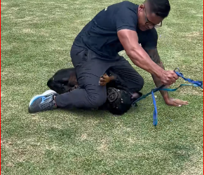 M0812016_Shure Rot KG #rotweiler #bravostrainerdog #adestramento_part2