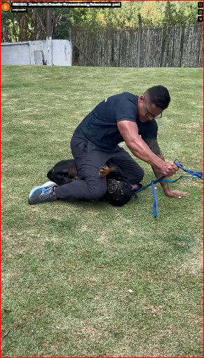 M0812016_Shure Rot KG #rotweiler #bravostrainerdog #adestramento_part2