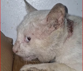 M0812017_May lahing afam itong bago kong rescue. �Update� Naka admit na si Afam sa The Cat Clinic Alabang. Sa unang vet na p_p