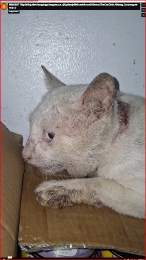 M0812017_May lahing afam itong bago kong rescue. �Update� Naka admit na si Afam sa The Cat Clinic Alabang. Sa unang vet na p_p