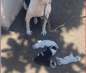 M0812018_BAGONG ANAK NA MAMA DOG AT KANYANG MGA ANAK ANG ÏTÖNÄPÓN SA BAYBAYIN NG NASUGBU, KAAGAD PO AKONG KUMILOS PARA MAISÄLBÄ