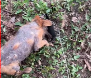 M0812020_His Head Was Stuck in a Trap… Until Help Came Animal Lovers_part2