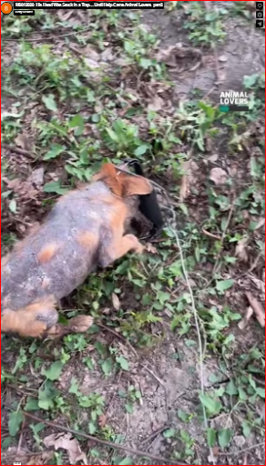 M0812020_His Head Was Stuck in a Trap… Until Help Came Animal Lovers_part2