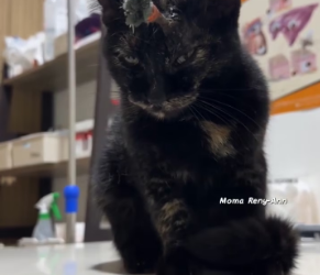 V1601005_PUSANG PINANA_part2