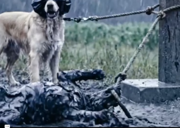 M2301021_Abandoned in Plastic Bag Gentle Rescue of Golden Retriever Left Alone_part2