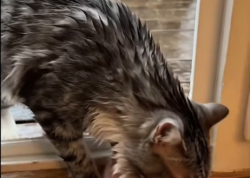 M2301022_Heartbreaking Moment Soaking Wet Mom Cat Begs to Save Her Newborn in Rain_part2