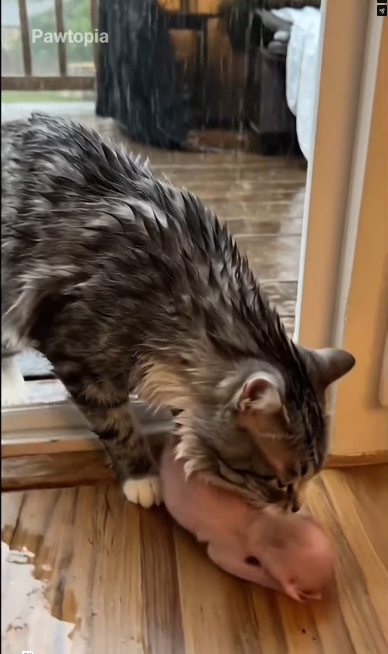 M2301022_Heartbreaking Moment Soaking Wet Mom Cat Begs to Save Her Newborn in Rain_part2