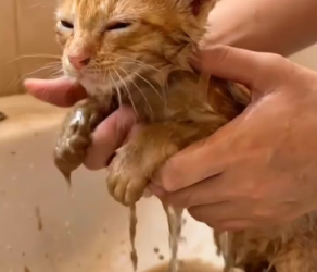 M2301023_Buried in Mud Crying Help! Miracle Rescue_part2