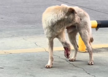 M2301024_#RescueAnimals #DogRescue #AdoptDontShop #SaveTheDogs #FureverHome #DogLovers #AnimalRescue #DogsOfInstagram #RescueDog