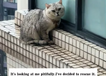 M2301025_I found a cat outside the window on the 29th floor. It’s raining outside the window, and it looks so pitiful. I’m terri
