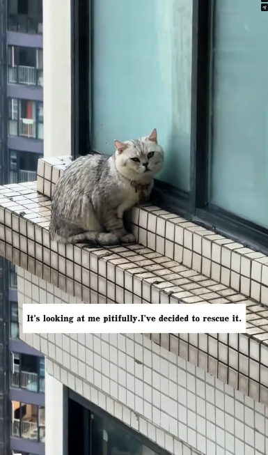 M2301025_I found a cat outside the window on the 29th floor. It’s raining outside the window, and it looks so pitiful. I’m terri