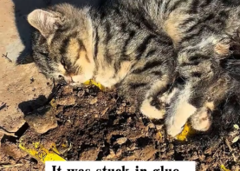 M2301026_I rescued an abandoned kitten.#rescue #animals #kitten _part2