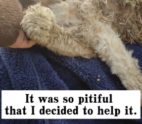 M2301028_I found a very dirty abandoned cat by the roadside, and then…#rescue #animals #cat _part2