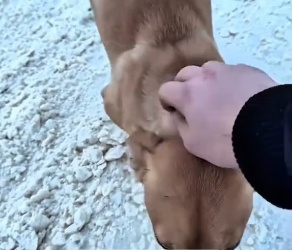 M2301031_A Couple Rescued a Freezing Dog… Years Later, It Had Its Own Family �❤️ #rescueanimals #dog #dogrescue #frozen #col