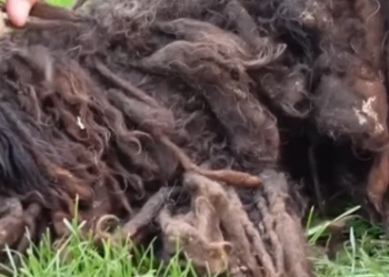 M2301032_Shaving off ALL of these tangled clumps of fur was the BEST thing that ever happened to this dog, and after the transfo