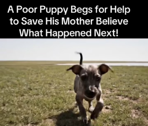 M2301034_A Poor Puppy Begs for Help to Save His Mother Believe What Happened Next!#wildliferescue #savawildlife #rescue #animals