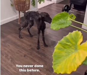 V1601007_is Violet, she has suffered such extreme cruelty no animal_part2