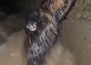 M2601002_Father Cat lost his family. A tragic story._part2Rescuing a cat and kitten from the river