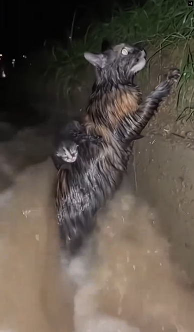 M2601002_Father Cat lost his family. A tragic story._part2Rescuing a cat and kitten from the river