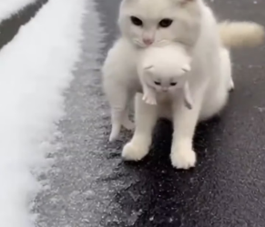 M2601003_The Kitten Who Saved Her Mother #animalstory #catstory #kitten #heartwarming #shorts_part2