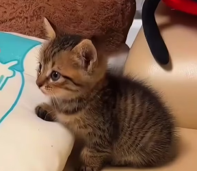 M2601004 They were kicking him, but I saved him