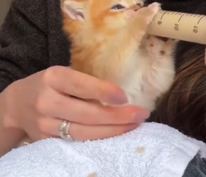 M2601006_Redvue a kitten on the road #rescueanimals #animals #cat #catsoftiktok #kitten _part2