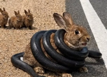 M2601007_Kind Lady Rescues a Rabbit Attacked by a Snake ��✨_part2