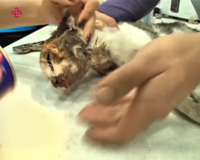 M2601008_Un chat lutte pour manger à cause d’un peut coincé dans sa tête. #rescue #cat #rettung #sauvetage #rescuecat #cats #ch