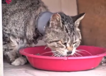 M2601009 Rescue of a stray cat with a PVC pipe fitting stuck around its neck.