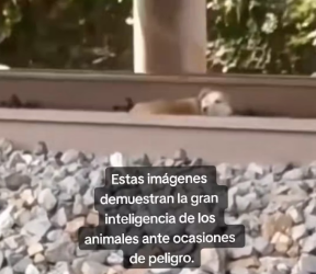 V1601008_#viral #animalito #perrostiktok #tren #TvPerúNoticias #perrodebajodel…_part2