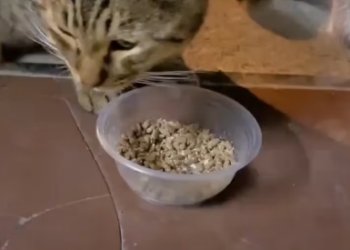 M2601010_I saw the mother of kittens and then this happened � #rescue #cat #kittensoftiktok #animal #animalrescue _part2