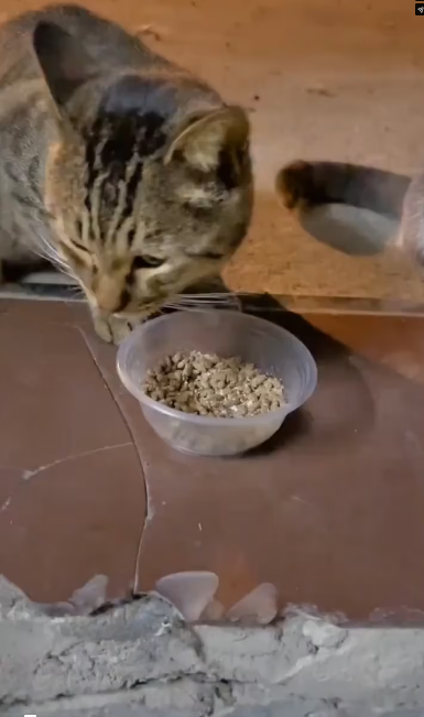 M2601010_I saw the mother of kittens and then this happened � #rescue #cat #kittensoftiktok #animal #animalrescue _part2