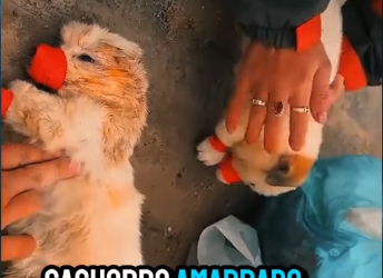 M2601014_#abandoned #rescue #rescuedog #amor #dog _part2