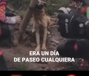 V1601009_Cruel destino de esta perrita que fue amarrada abandonada en medio_part2