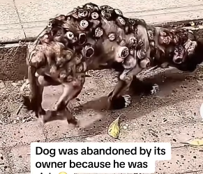 M2601021_Animals Rescue #rescuedog #dogrescue #dogsofttiktok #foryoupage #foryou #dogs _part2