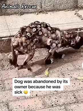 M2601021_Animals Rescue #rescuedog #dogrescue #dogsofttiktok #foryoupage #foryou #dogs _part2