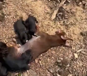 M2801003_While fishing by the lake, I accidentally discovered this poor mother dog lying there with her puppies beside her. I ra