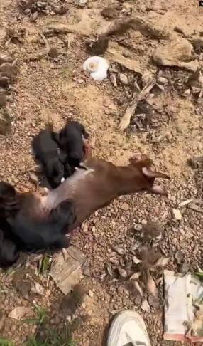 M2801003_While fishing by the lake, I accidentally discovered this poor mother dog lying there with her puppies beside her. I ra